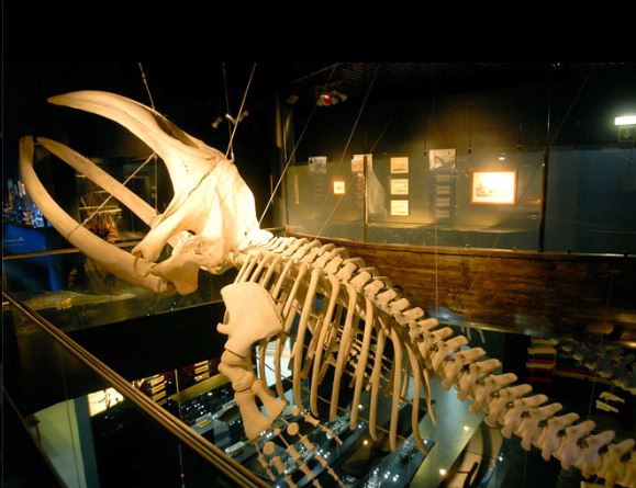 Esqueleto de ballena franca. Foto de Aquarium Donostia - San Sebastián en Facebook http://on.fb.me/1uuypWB