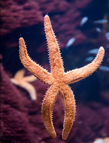 Las estrellas de mar tienen ojos en la punta de sus brazos. Foto Aquarium Donostia - San Sebastián en su Facebook http://on.fb.me/1uuypWB