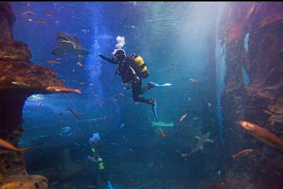 Inmersión en el Aquarium de Donostia. Foto Aquarium San Sebastián en facebook http://on.fb.me/1uuypWB 