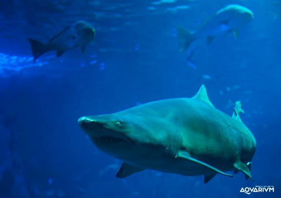Ejemplar de tiburón toro. Foto Aquariun Donostia San Sebastián en Facebook http://on.fb.me/1uuypWB